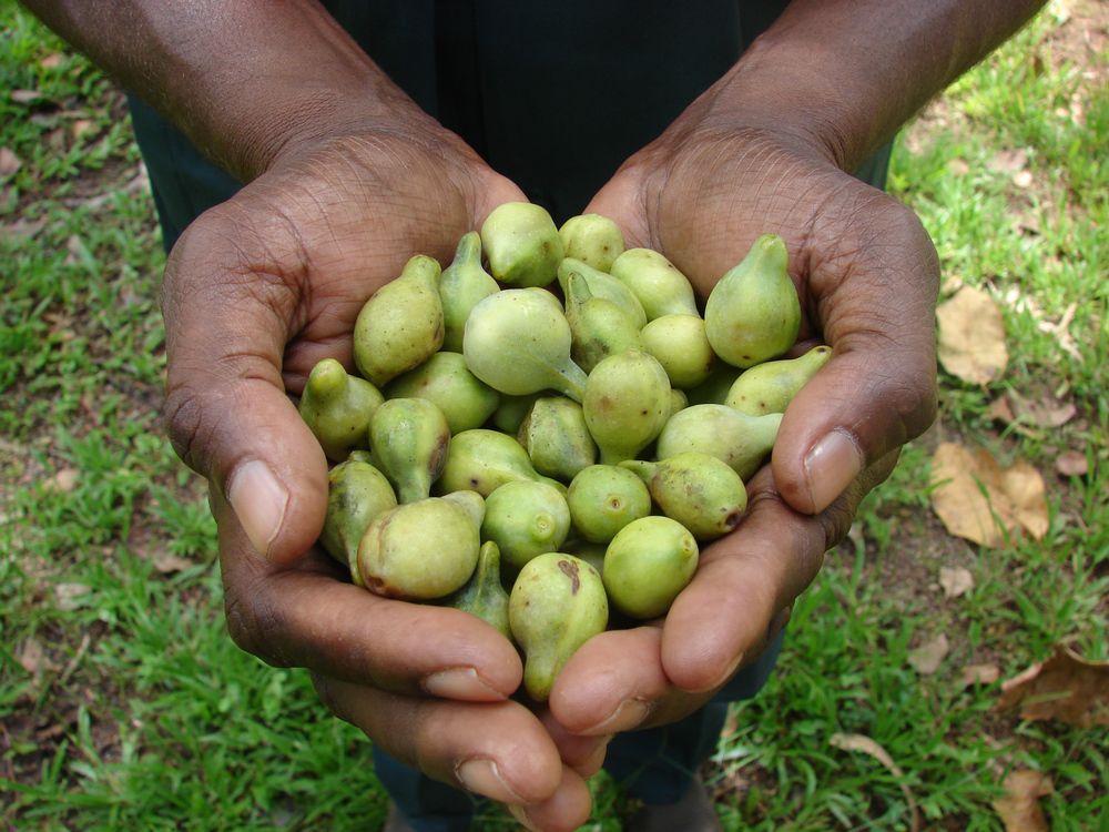 With its high antioxidant strength, the Kakadu Plum may prove a secret weapon the fight against Alzheimer’s. PHOTO: ANNIE TAYLOR