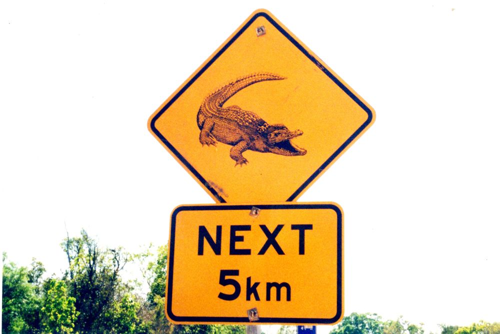 Parks rangers are asking motorists to beware after three small crocs were killed on our roads. PHOTO: ARTHUR CHAPMAN